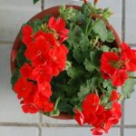 geranium