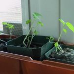 Beds for children: vegetable garden and garden on the windowsill in kindergarten