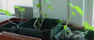 Beds for children: vegetable garden and garden on the windowsill in kindergarten