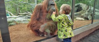 Play as a way of life, a child and an orangutan