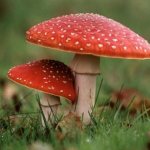 fly agarics don&#39;t hide