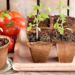 Methods for growing tomatoes that require sowing in January