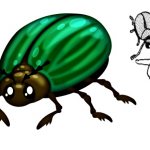 Beetle finger exercise